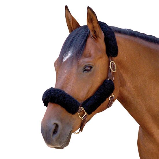 Premium Leather Horse Halters